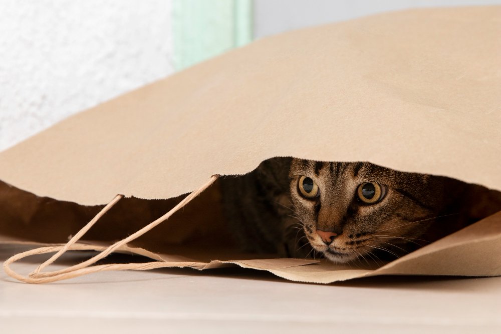 How Long Will A Scared Cat Hide. Don't be alarmed if your cat is hiding because they're terrified.