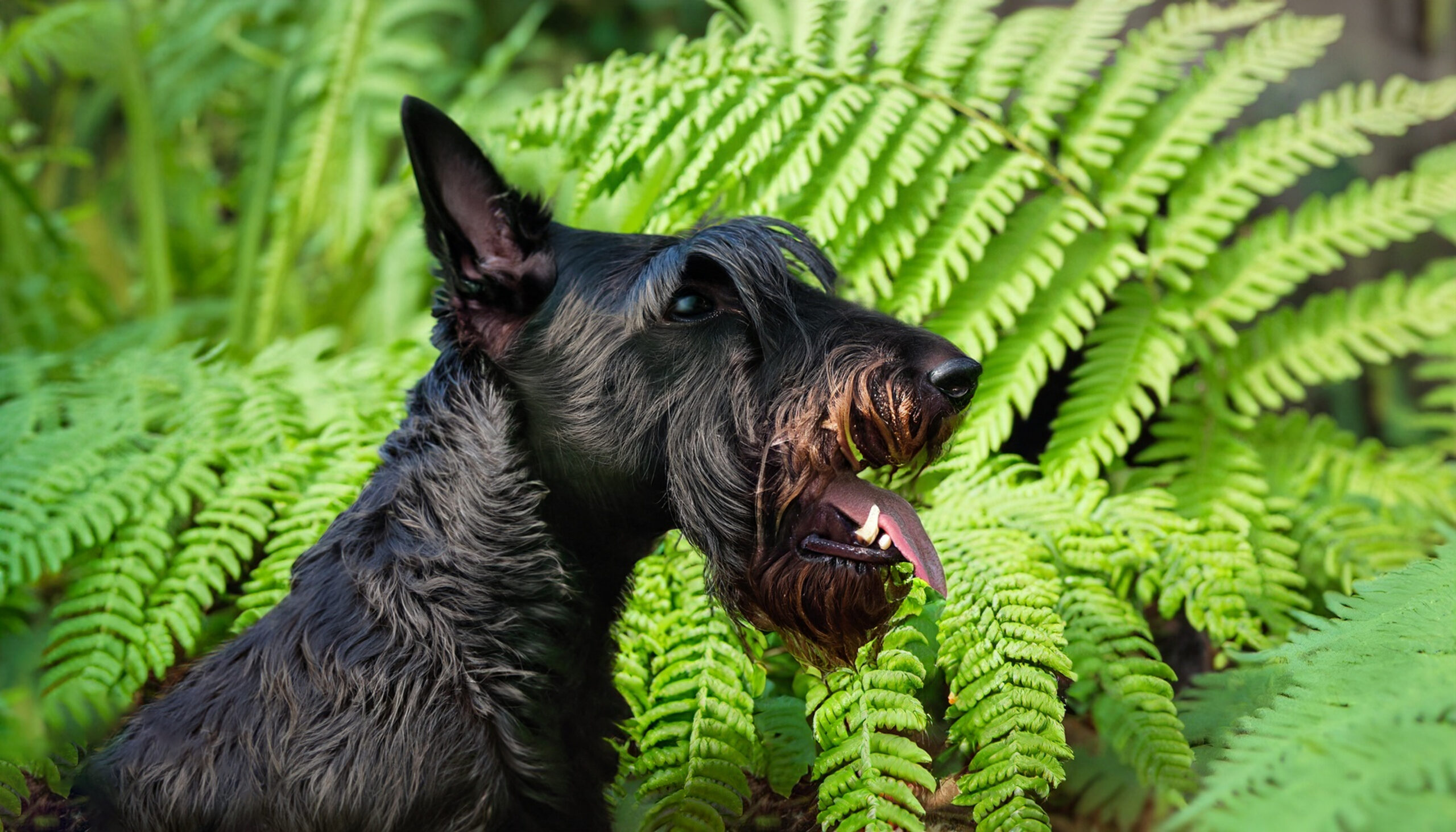 Most true ferns, such as maidenhair, ostrich, and sword, are considered non-toxic to dogs. The ASPCA suggests that they are safe for dogs to ingest if appropriately fed.