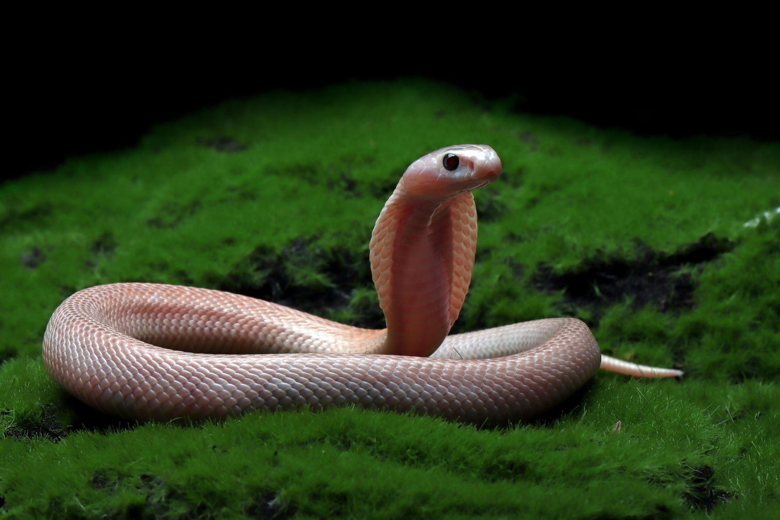 Albino snake breeds. Are very unique, and many people love their albino snake because of their color.