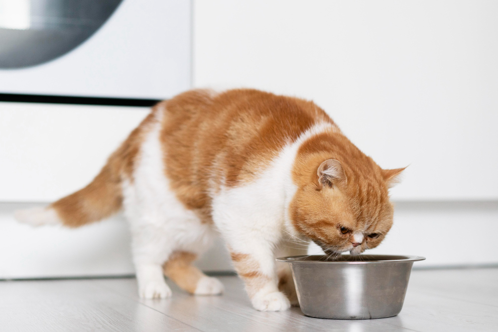 Does Wet Food Cause Diarrhea In Cats. According to Purina, wet cat food may cause diarrhea not directly but indirectly.