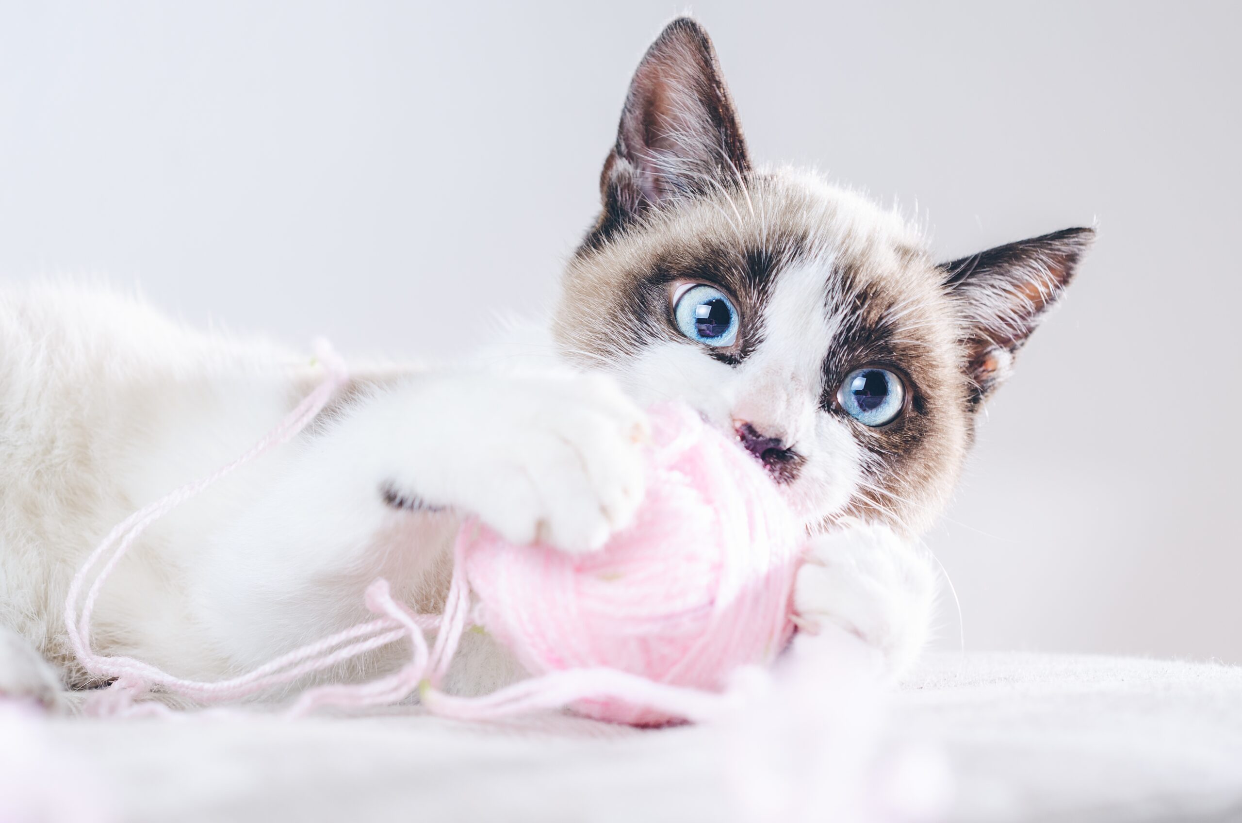 Are Baby Wipes Safe For Cats? Human wipes aren’t suitable for use on pets because they irritate your pet's skin.