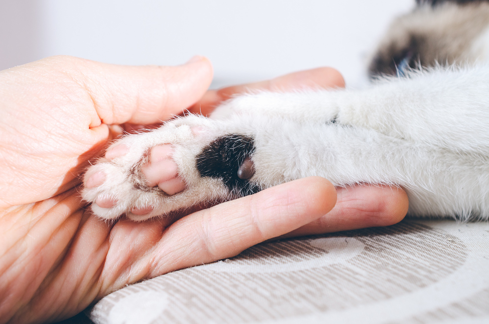 Do Cats Have Webbed Feet. Cats are very flexible animals. They walk, run, and jump with ease due to their toes being fused together.