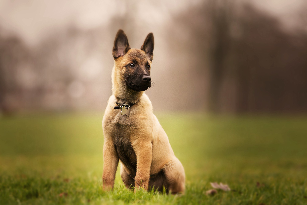 German Shepherd mixes. Do you love German Shepherd Dog (GSD) but do not know what kind of dog to get?