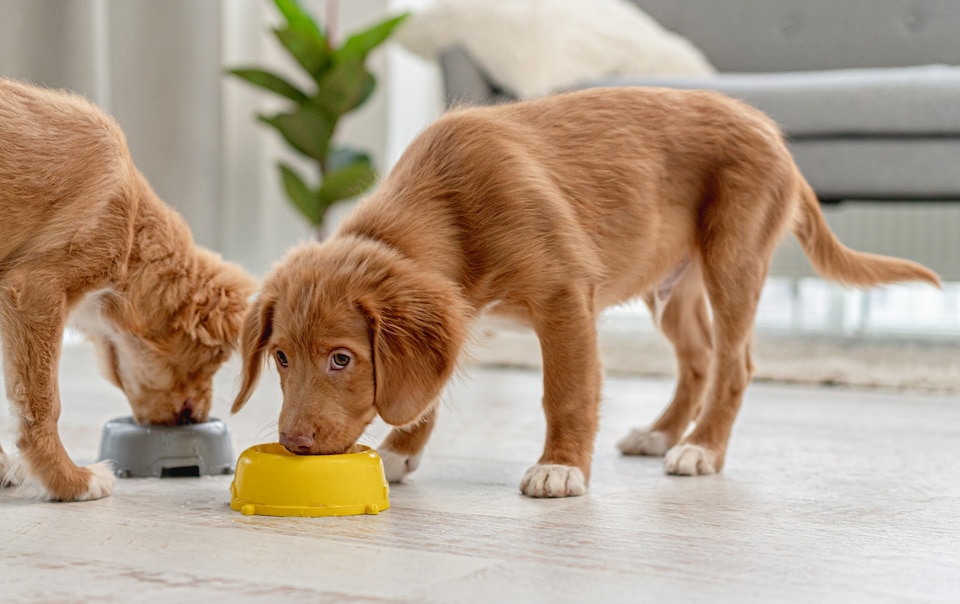 What is the best choice of food for puppies is one of the most crucial decisions because this can cause a great risk in the development of a puppy.