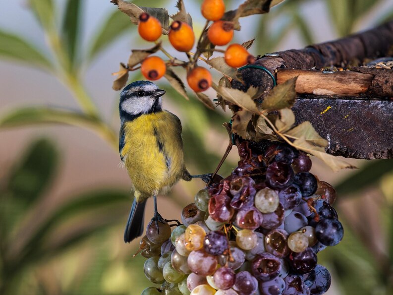Grapes are a good source of nutrition for many types of pet. They can provide a sweet treat to avian pets such as finches, macaws and budgerigars too.