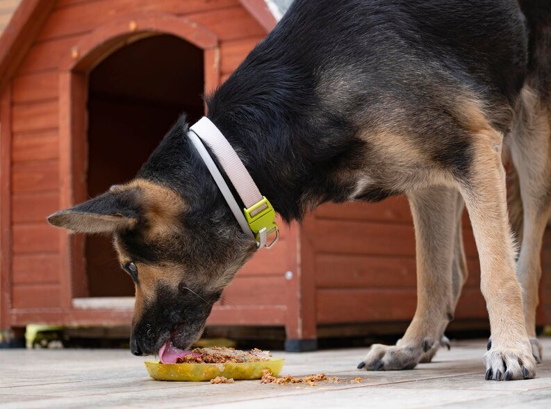 German shepherds are active, energetic, and intelligent dogs so, when you need dry or wet food for your German shepherd to maintain their mental and body health then you feel it nightmare.