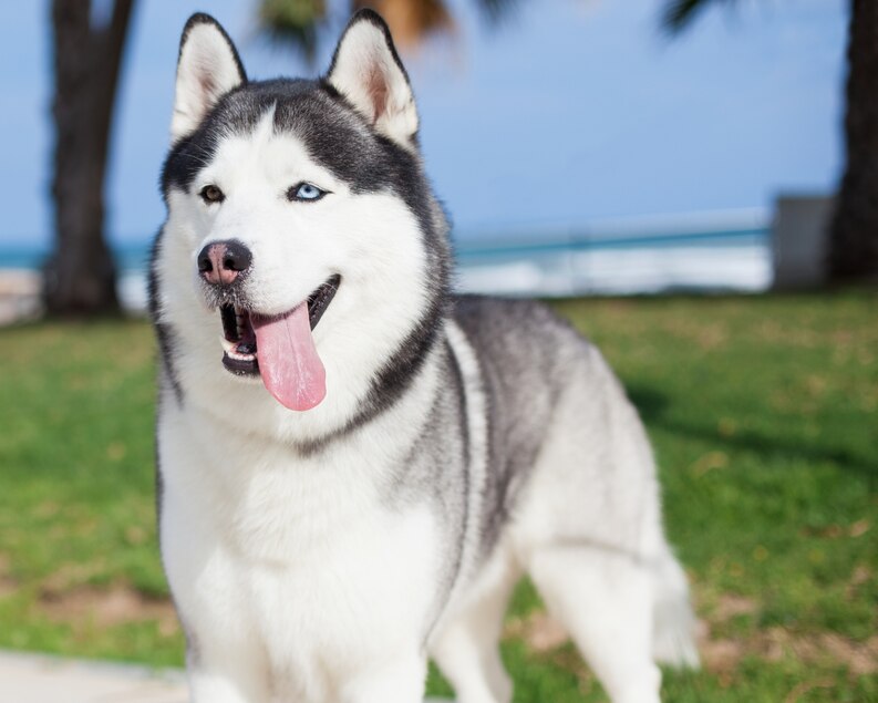 Can Huskies live in Florida? Many people believe that huskies cannot live in Florida, due to the heat and humidity.