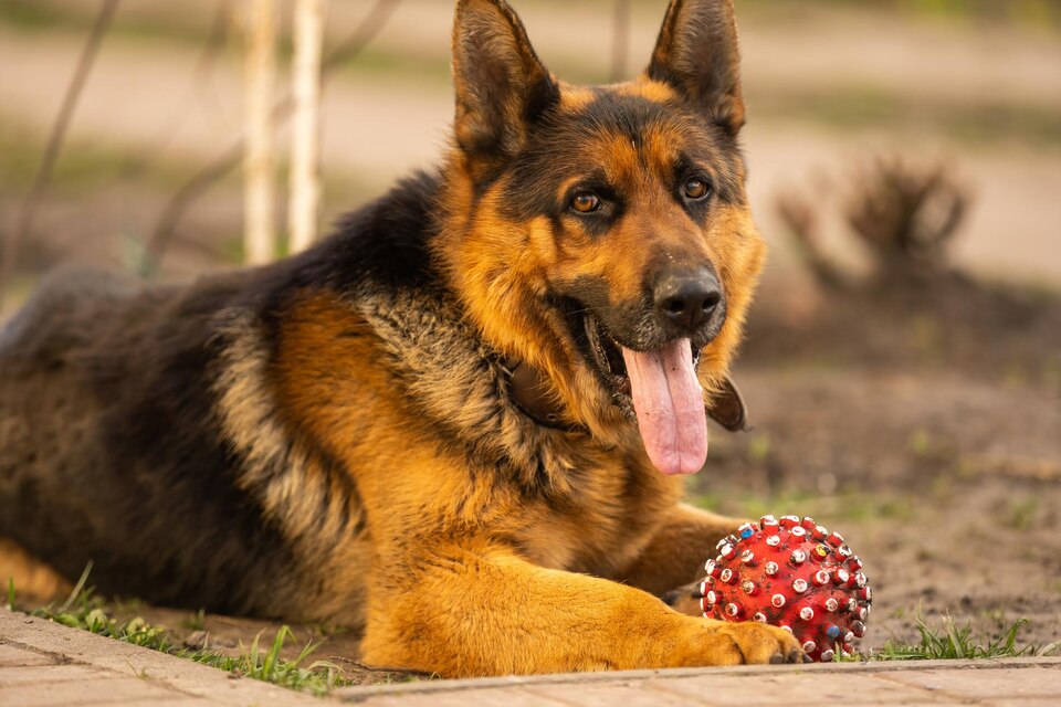 A German shepherd is a big and beautiful dog that is always used for all practical purposes like military & police services.