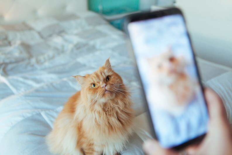 Can Cats See Phone Screens? Cats have dichromatic vision, so they can see colors, but just two colors.