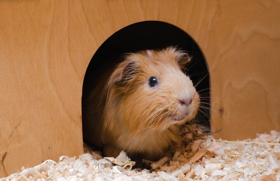 How long can hamsters go without food. A hamster's diet depends on the breed and age of the animal, but many require a daily serving of fresh food.