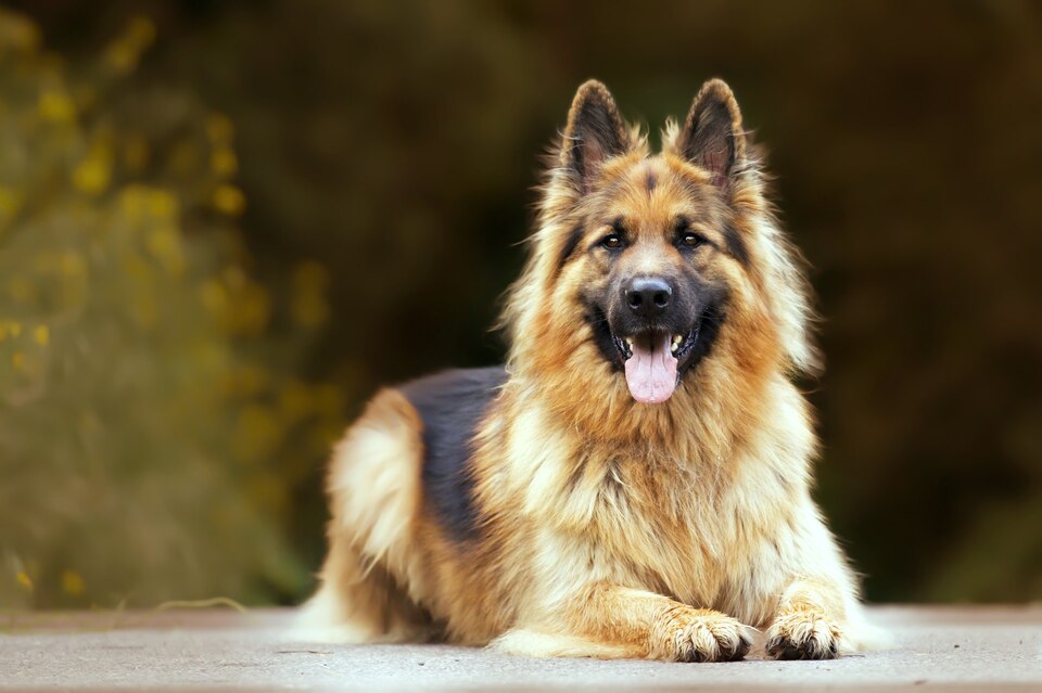 German shepherd dogs are always used for difficult tasks as police helpers, search dogs, Guard dogs, and rescuers. So, they can survive on a very little amount of food.