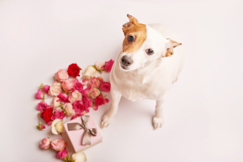 The petals are safe for most dogs, but if your dog has allergies or is sensitive to petals, you may want to avoid giving them any.