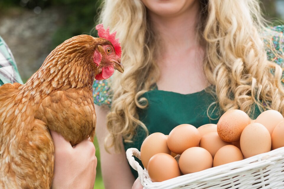 Do Hens Need Rooster To Lay Eggs. This question is very common in rural areas where people do not have access to farm animals.