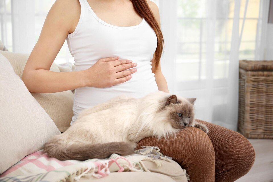 Do Cats Get Clingy When You're Pregnant? People may sometimes complain that their cats tend to get jealous when they're pregnant because the cat always wants to be near them and follows them wherever they go.