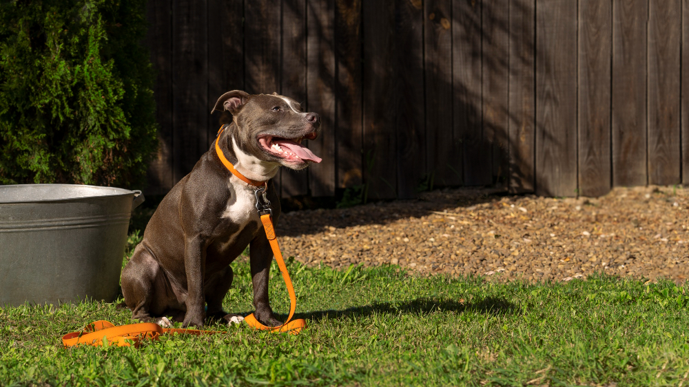 How Long Do Pitbull Terriers Get. All Pitbulls are not created equal. They are mostly an average-sized dog breed, with only one variety being fairly large.
