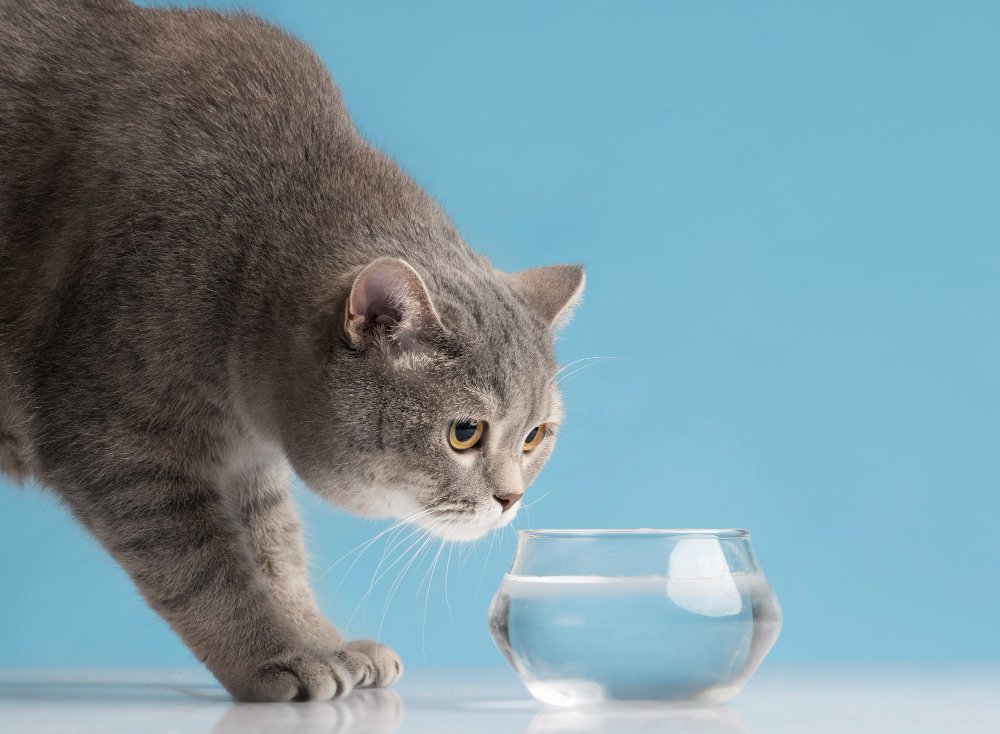 What Can Cats Drink Besides Water. Cats drink only milk, broth, and limited amounts of apple juice.
