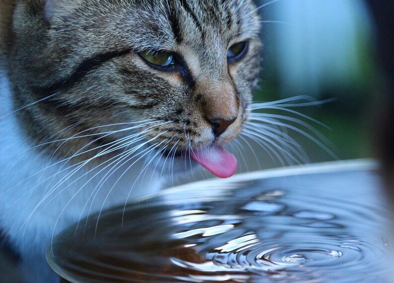 Why Do Cats Paw At Water. Checking the Depth.