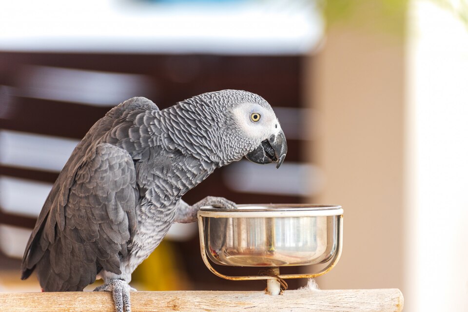 How often should you change budgie 039 s food and water bowl