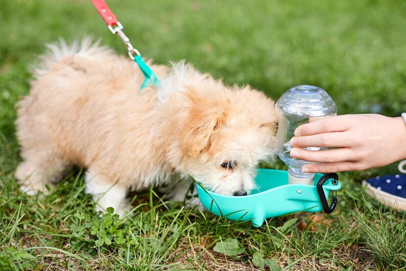 When Do Puppies Start Drinking Water. Puppies that are 3-4 weeks old typically begin to teethe and can start drinking water once their adult teeth have grown in.