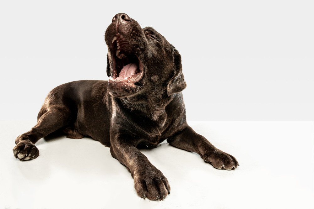What Can You Give a Hyper Dog To Calm It Down. If your dog is hyper, there are natural alternatives you could try.